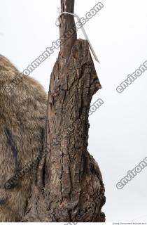 wood tree bark 0004